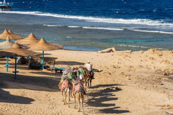 Marsa Alam, Red Sea, Egypt - October 27th, 2018: Red Sea beach near Marsa Alam, Egypt, Africa. A group of horses and camels is conducted on the beach. Tourists pay a few euros for a short horse or camel ride along the beach. In the background the sea with the waves.